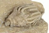 Crinoid (Macrocrinus) Fossil - Crawfordsville, Indiana #188683-2